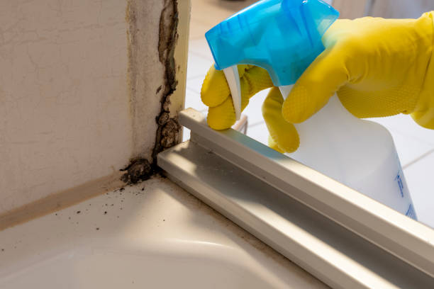 Professional Mold Removal in Salisbury, NY